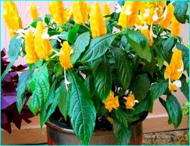 ����������: ����������� ������� ��� ������ ����