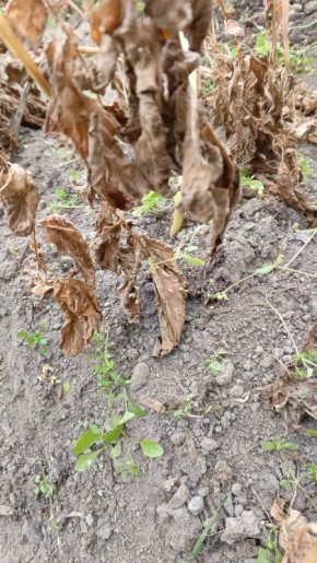 ������ ����� �������� �������: ������� ��� ������������ �������?