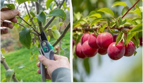 Как правильно обрезать сливу осенью для отличного урожая в следующем году