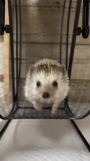 Когда понял, что праздники уже «преобразили» твое пузико, и пора возвращать былую форму