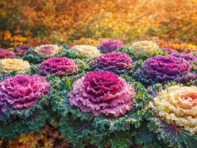 ������������ �������: ����� ������ ����� ������� ������