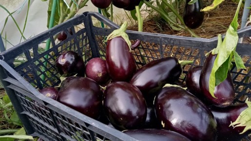 Как вырастить урожайные баклажаны в любых условиях: советы и сортовые хитрости