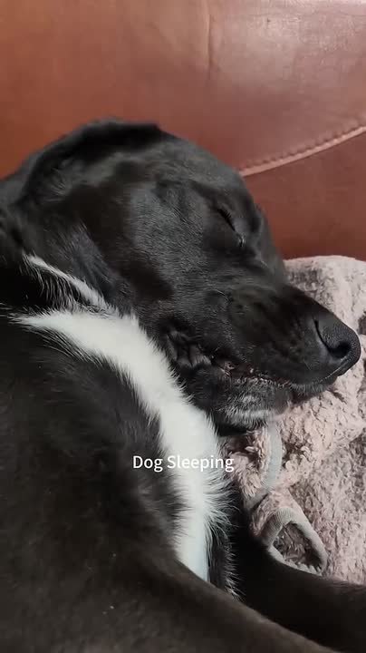 Начинаем утро с подборки спящих собачек