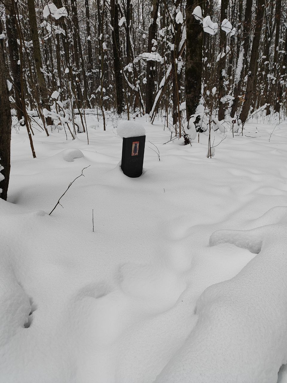 Ужасы нашего городка: гранитный памятник коту Ужасы нашего городка: гранитный памятник коту