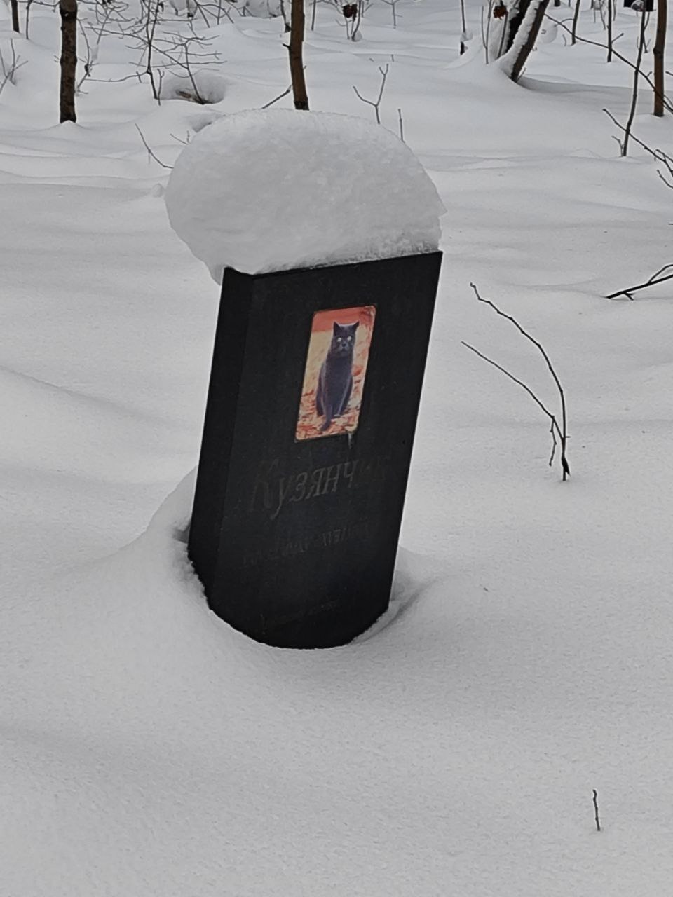 Ужасы нашего городка: гранитный памятник коту