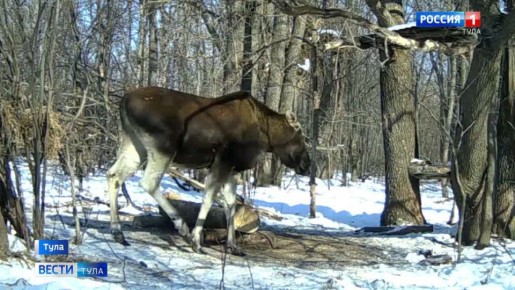 В Алексине задержали браконьеров, убивших лося