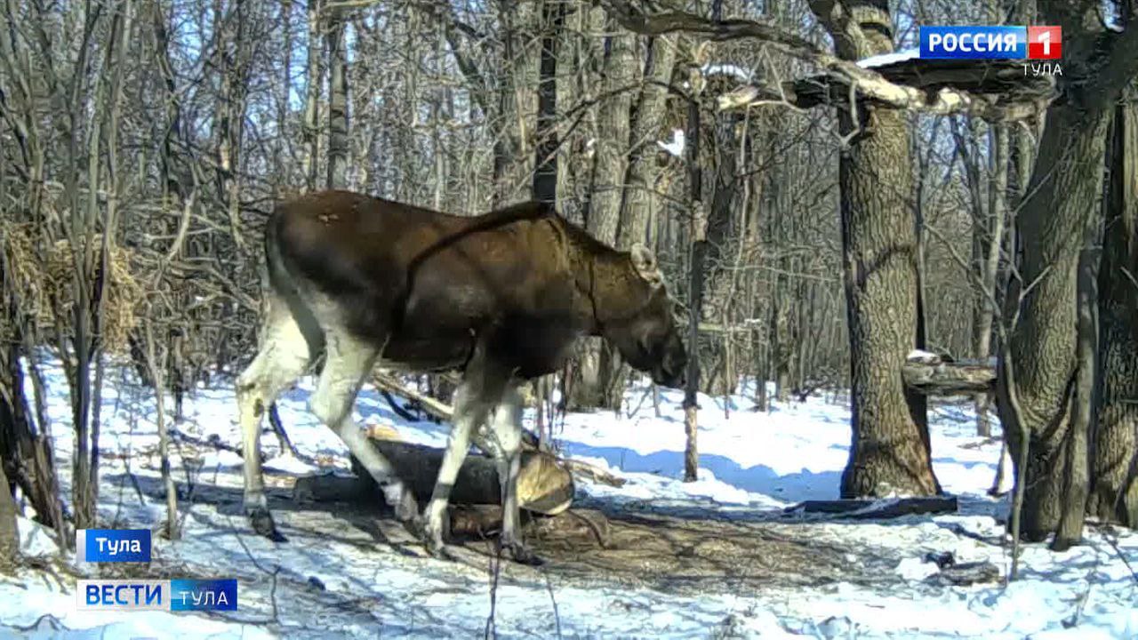 В Алексине задержали браконьеров, убивших лося