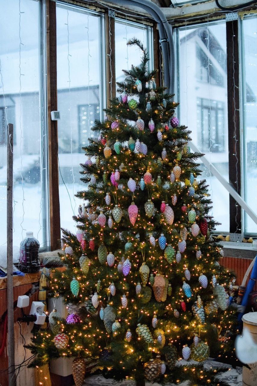 На Крещение, в феврале или пока иголки не опадут: когда убирать новогоднюю ёлку? На Крещение, в феврале или пока иголки не опадут: когда убирать новогоднюю ёлку?