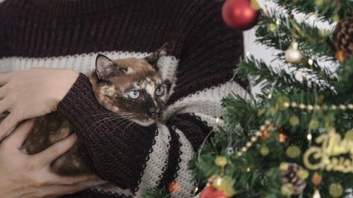 ����� ����� ���� ���������: ��� ������, ���� ������� ��������� �������