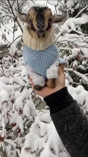 ������ �� ��� �������, ���� � ���� ���� �������� ��������