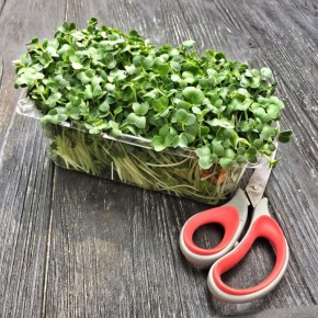 Микрозелень на подоконнике: как вырастить и использовать с удовольствием