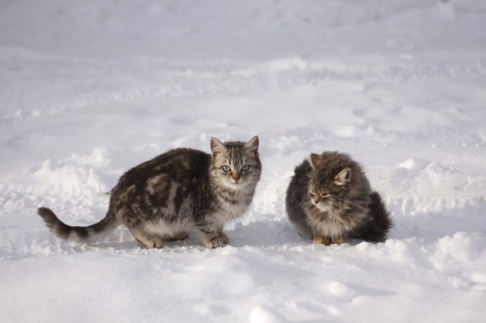 � ���������� �������� �������� ������� ��������� �������� ������ (� ���������� ���������� �� ��� ���)