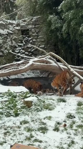 ������� ������ ���� ����� �������� � �����