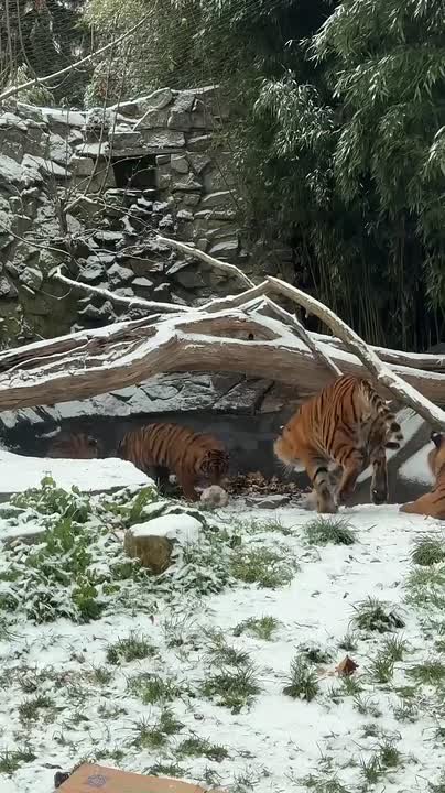 Большие котики тоже любят поиграть в снегу