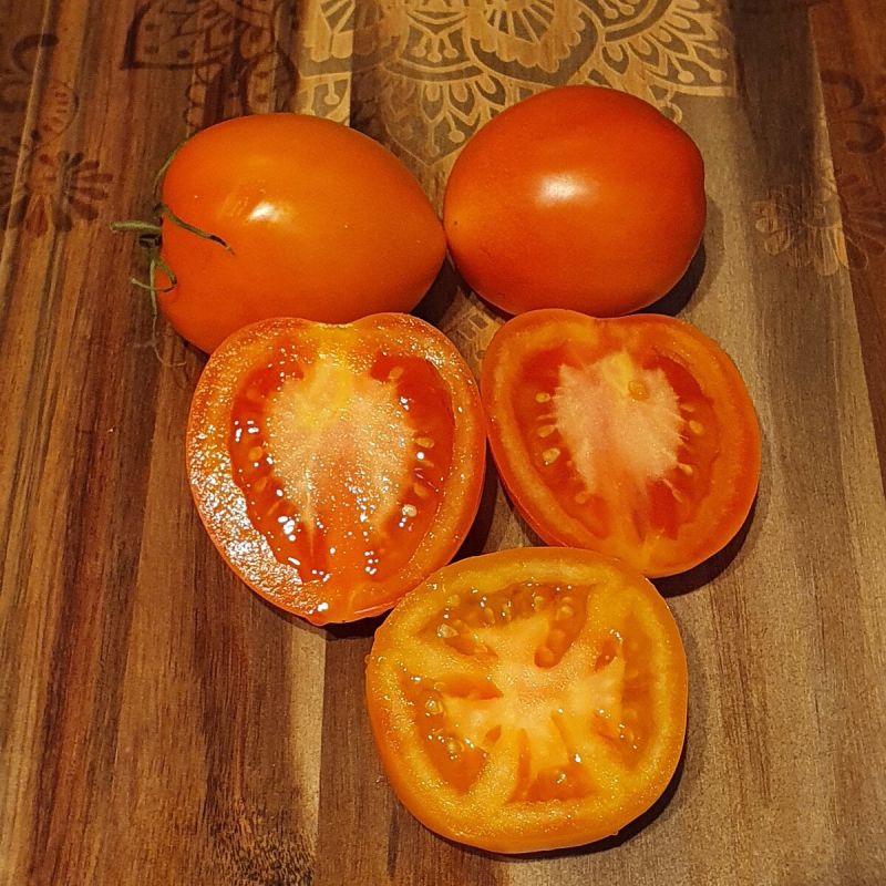 Томат Янтарный купол: плодовые достижения в условиях северных широт