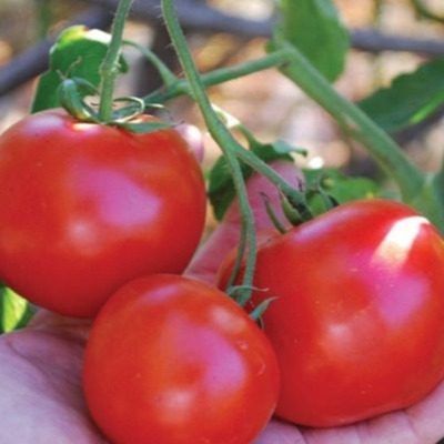 Томат Верные друзья: как выращивать и получать богатый урожай с первого сбора