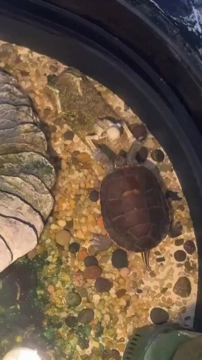 ��������, �������! ��������� ��� ���������! ����������!