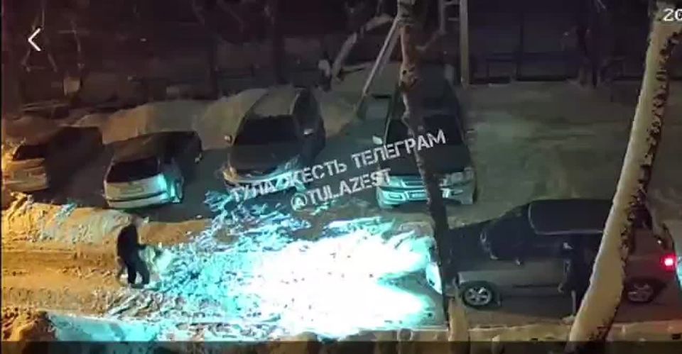 В Суворове агрессивная собака покусала ребенка и чуть не загрызла другого пса