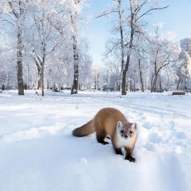 Полевой натуралист Алексей Евсюнин рассказал о фауне Тульской области