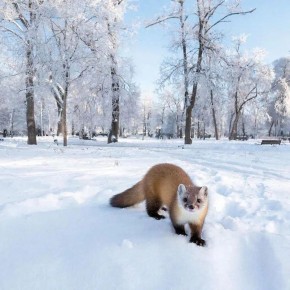 ������� ���������� ������� ������� ��������� � ����� �������� �������