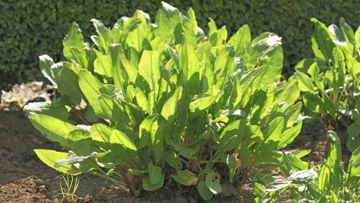 �������������: ������ ��������� �������� ����� ���� � �������������, ����� ��������