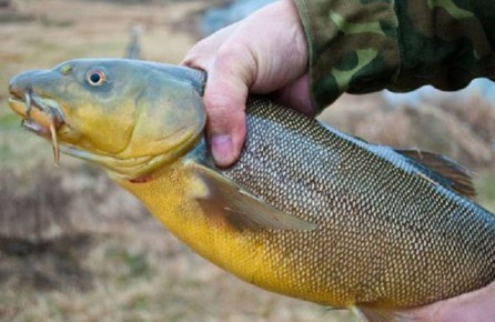 ���������: �������� ���� � ���������� �������� � �� ���������