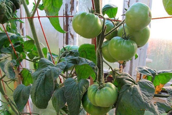 �� ���� ������ � ������� ������ ������: ����������� ����� ����� '������� ����� �������'