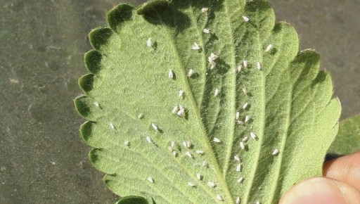 ��� ���������� �������� ���������� �� ��������: ������� � ������