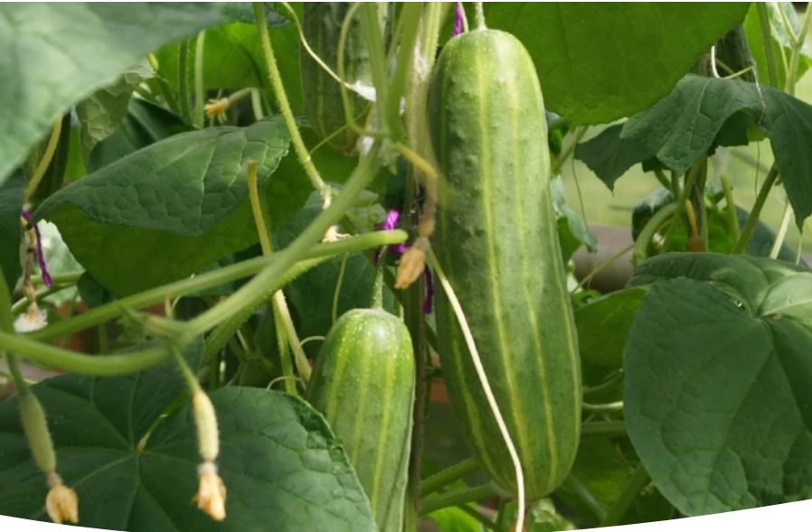 ��� �������� ����� �������: ������� �������� ����������