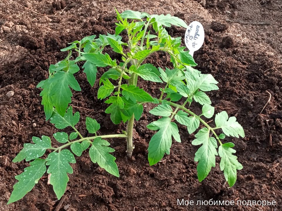 ���������� ������� �������: ������� � ������� ����� ���������