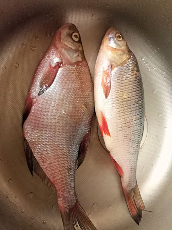 Как быстро разморозить рыбу для кулинарных шедевров