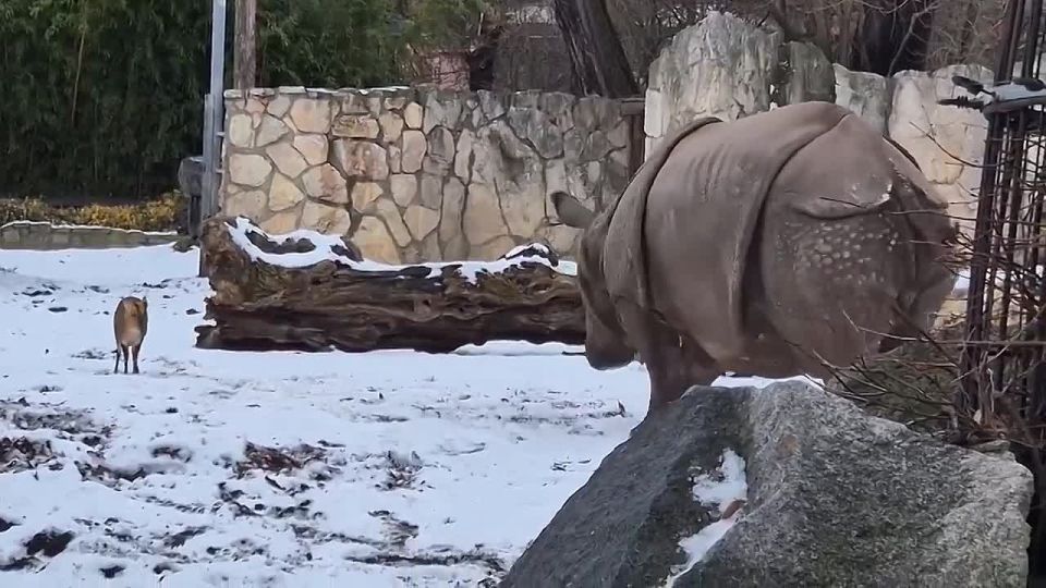 � �������� �������� �������-�������� ����� ��������, ��� ������� � �������, � ������� �� ��������� ����������� ��������