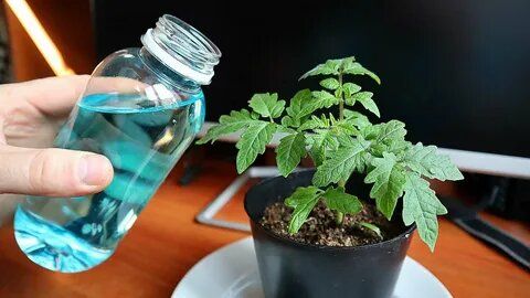 ������ � ������ �������� ������� �������, ������� ���������� ������