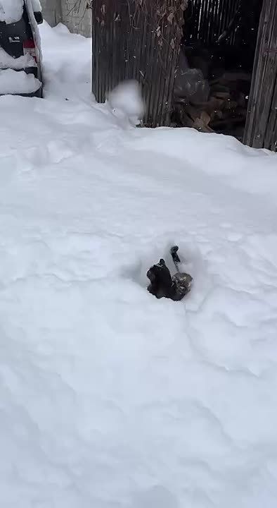 ��� �������� ���������� ������ �����, ���������� �� � ��������