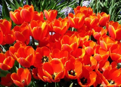 ��� ������������ � ��������� � ������ �����