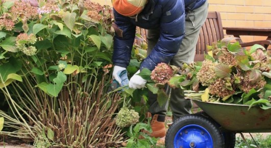 Зимняя подготовка гортензий: секреты и советы по выбору лучших сортов