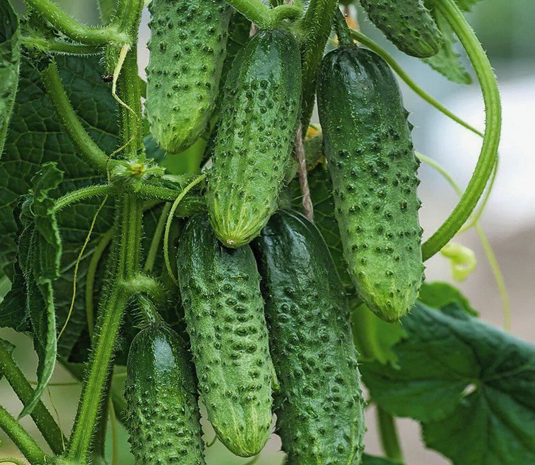 Как простые секреты увеличивают урожай огурцов вдвое