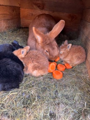 ��� ��������� ���������� � ����� � �������� �����: ������� ��������� ����������