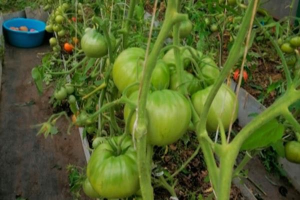 Выращивание крупных томатов: секреты сорта Северные