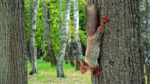 Солим капусту с сердцем: Как провести день Сергия Радонежского