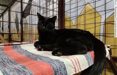 ���������������� ������ ��������� � ������ ������������ �������� ������������� � ����