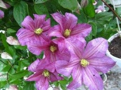 Клематис Комтесс де Бушо: красота, уход и основные характеристики сорта