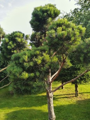 ������������ ������� �������: ��� ��������� ������� ����������� ���