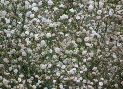 ���������: ��������� �������, ���������� ���������