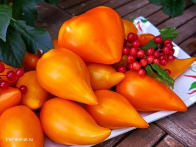 Томат Заилийский Алатау желтый: солнечный урожай для открытого грунта