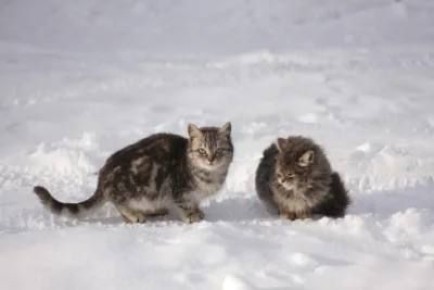 ������� � �������� ������� �������� �� ���������� � ����������� ��������