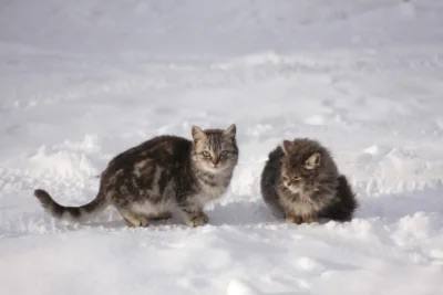 Февраль в Тульской области начнется со снегопадов и продолжится морозами