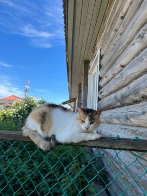 Не война, а переговоры с бродячими котами: как спокойно освободить огород