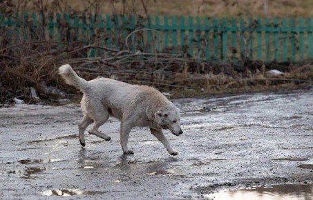 Жители Плавска пожаловались на массовое нападение бездомных псов