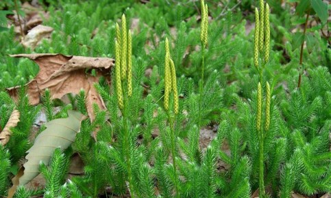 ����� ��� ��������� �������: ��� ����������� �������� �������� ��������� ����� � ��������� ������ �����